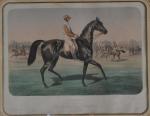 Albert ADAM (1833-?)
Patricien par Monarque et Papillotte,
Suzerain par The Nabob...