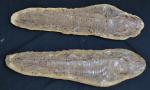 PIERRE FOSSILISEE d'aspidorhynchus company, en deux parties
L.: 56.5 cm H.:...