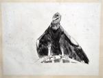 Paul JOUVE (1878-1973)
L'aigle
Epreuve d'essai signée en bas à gauche
39 x...