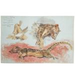 Roger REBOUSSIN (1881-1965)
Nandinies
Gouache et aquarelle 
32.5 x 50 cm
Provenance:
- collection...