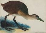 Louis DELAPCHIER (1878-1959)

Le râle géant de Papouasie

Aquarelle

27,5 x 37,5 cm...