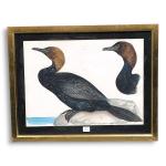 Louis DELAPCHIER (1878-1959)

Le cormoran pygmée

Aquarelle

27,5 x 38 cm (piqûres)