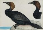 Louis DELAPCHIER (1878-1959)

Le cormoran pygmée

Aquarelle

27,5 x 38 cm (piqûres)