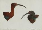 Louis DELAPCHIER (1878-1959)

Ibis falcinelle Guarauna

Aquarelle

27 x 37,5 cm (légères piqûres)