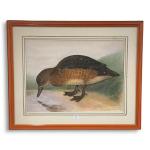 Louis DELAPCHIER (1878-1959)

La Sarcelle à ailes courtes

Aquarelle

27 x 36,5 cm...