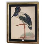 Louis DELAPCHIER (1878-1959)

Le Jabiru asiatique

Aquarelle

38 x 27,5 cm (piqûres)