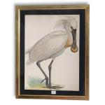 Louis DELAPCHIER (1878-1959)

La Spatule blanche

Aquarelle

38 x 27,5 cm (petites piqûres)