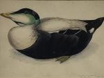 Louis DELAPCHIER (1878-1959)

Somateria

Aquarelle

25 x 33,5 cm (piqûres)