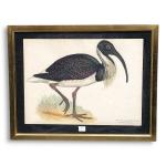 Louis DELAPCHIER (1878-1959)

L'Ibis à collier épineux

Aquarelle

27,5 x 38 cm (piqûres)