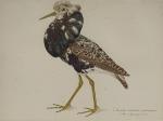 Louis DELAPCHIER (1878-1959)

Le Chevalier combattant mâle en plumage de noces

Aquarelle

25...