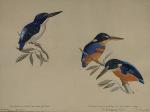 Louis DELAPCHIER (1878-1959)

Ceyx gentiana, Martin chasseur à poitrine rouge

Aquarelle

26 x...