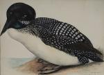 Louis DELAPCHIER (1878-1959)

Le Plongeon imbrin adulte plumage de noces

Aquarelle

27,5 x...