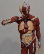 ECORCHE anatomique de mâle humain du docteur Auzoux, certaines parties...