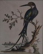 ECOLE FRANCAISE d'après le XVIIIème
Oiseau branché
Oiseau sur un tronc
Deux estampes
23.5x...