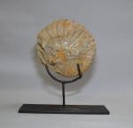 FOSSILE d'ammonite, présenté sur un socle en métal
16 x 17...
